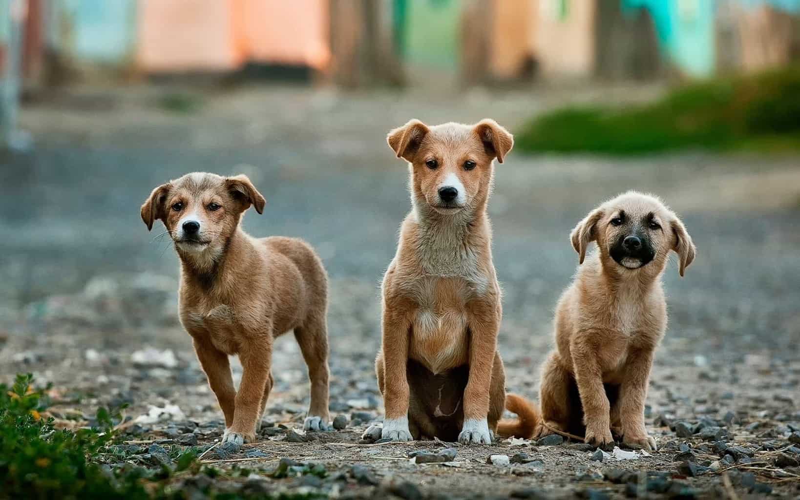 Caridad-perros